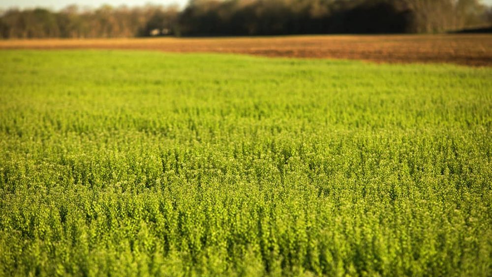 Field of flowering crops