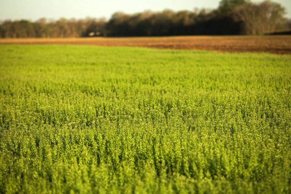 Field of flowering crops