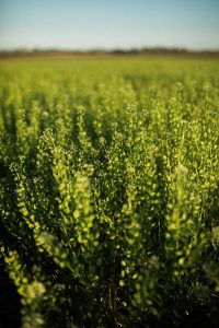 Field of flowering crops