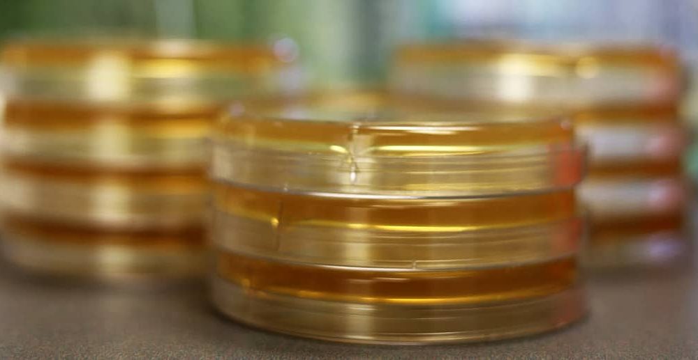 A closeup of three stacks of three Petri dishes.