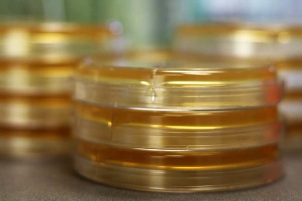 A closeup of three stacks of three Petri dishes.