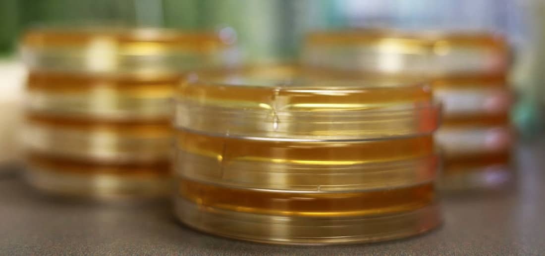 A closeup of three stacks of three Petri dishes.