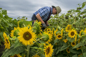 A man bends over in a field of sunflowers