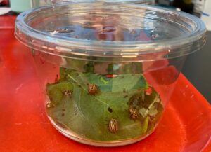 A small plastic container holds green leaves with bugs on them. 