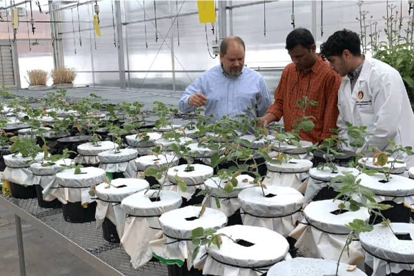 Three men examine rows of plants in a greenhouse.