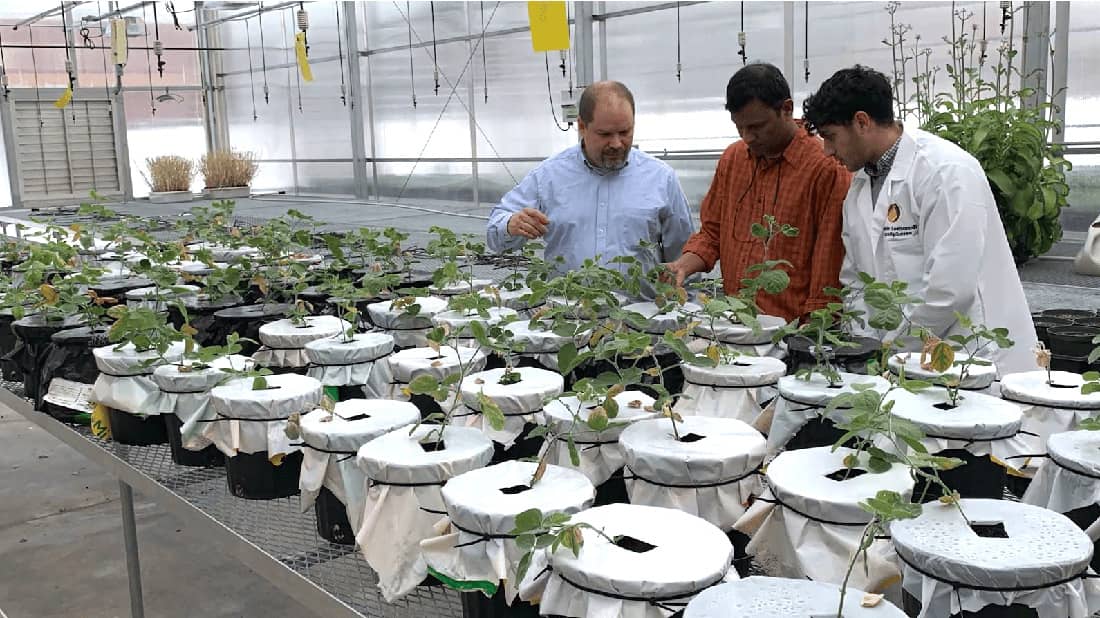 Three men examine rows of plants in a greenhouse.