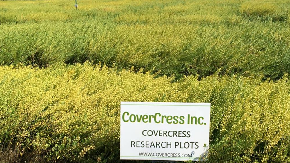 CoverCress field