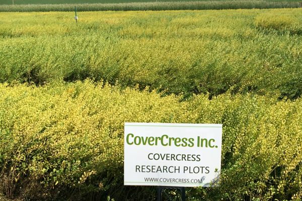 CoverCress field