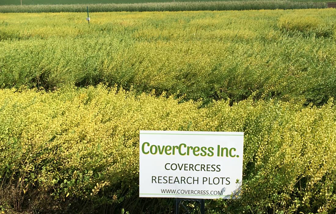 CoverCress field
