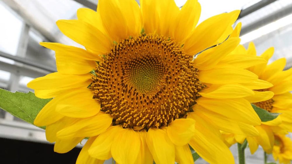 Close-up of sunflower