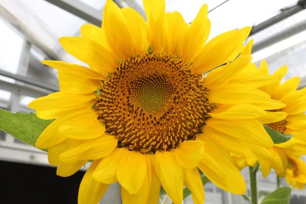Close-up of sunflower