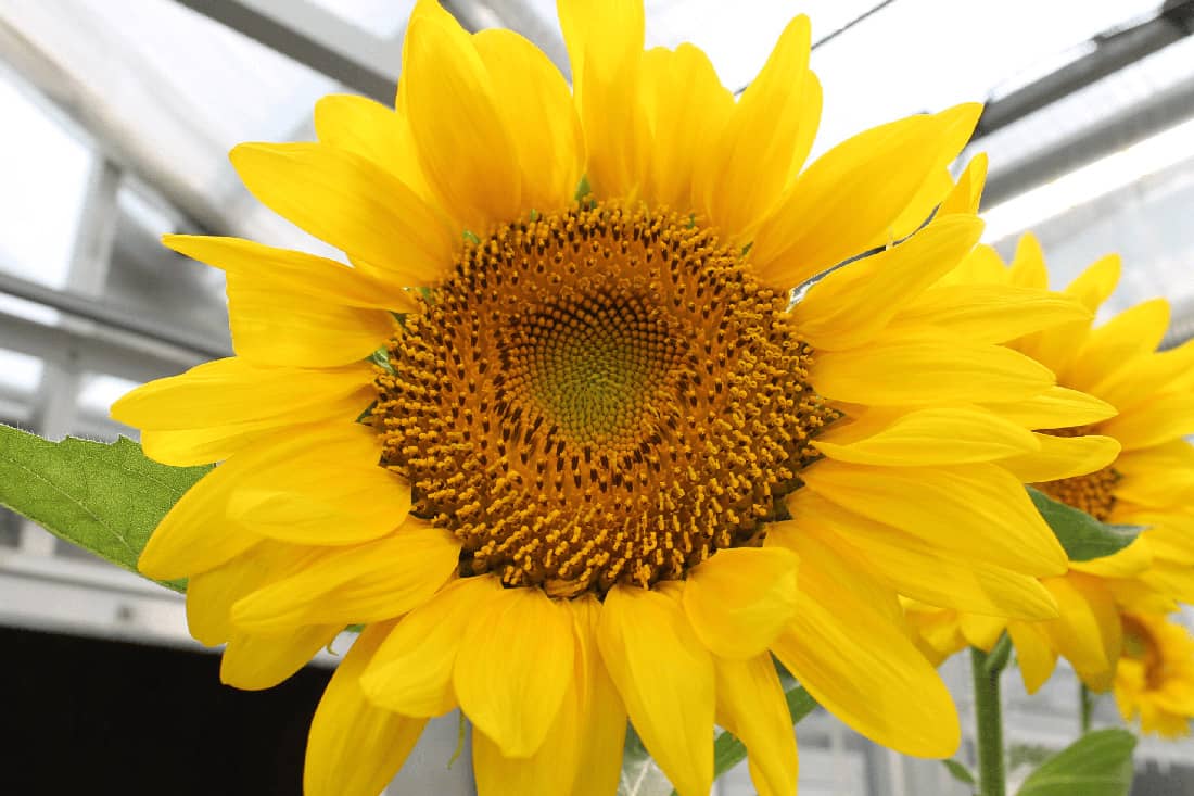 Close-up of sunflower