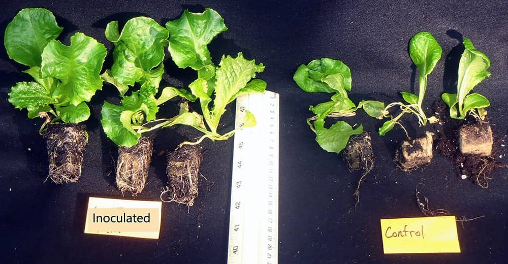 Two groups of lettuce plants on black background