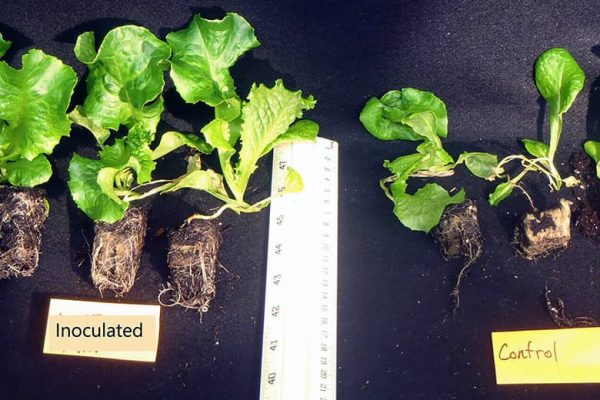 Two groups of lettuce plants on black background