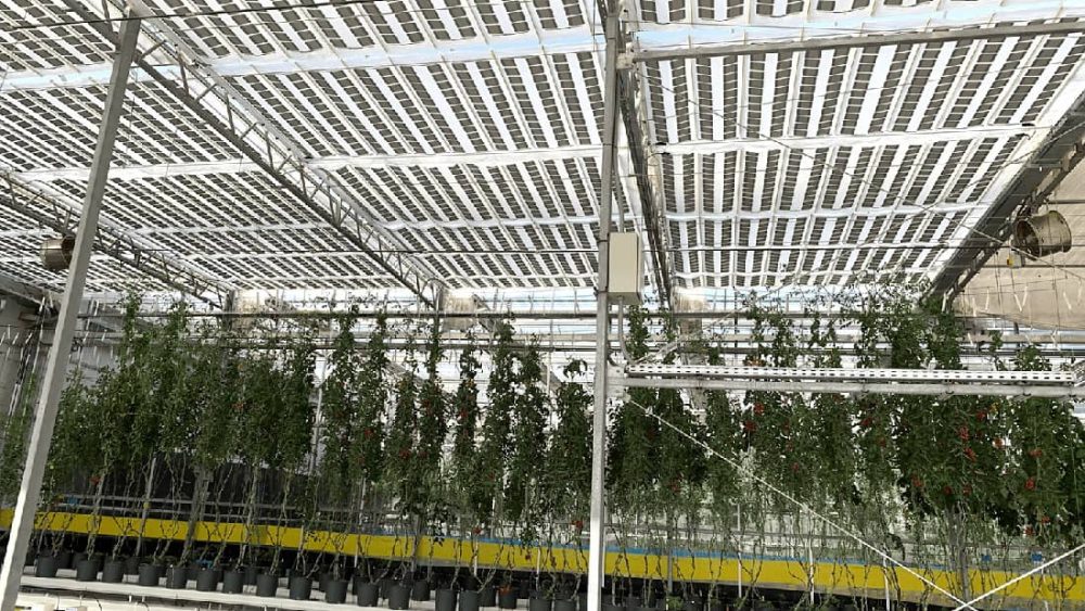 Solar panels form the roof of a greenhouse with tall tomato plants in pots below