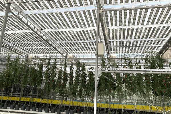 Solar panels form the roof of a greenhouse with tall tomato plants in pots below