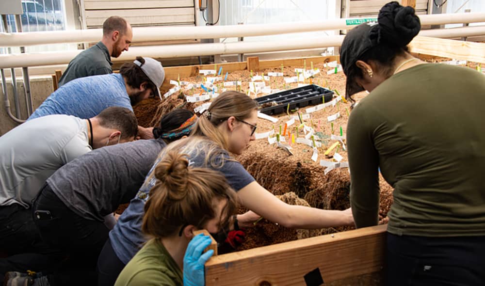 A group of people work on an indoor plant box.