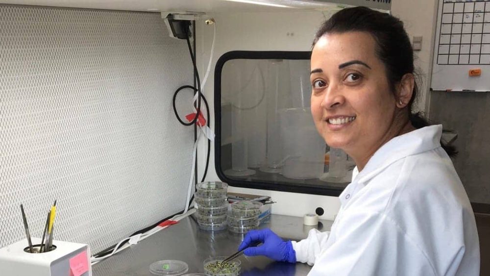 Researcher examines Petri dishes in lab