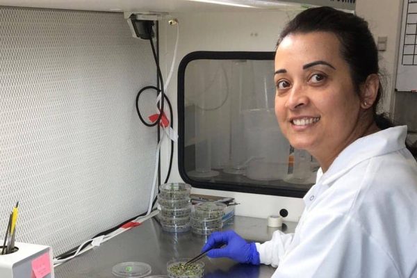 Researcher examines Petri dishes in lab
