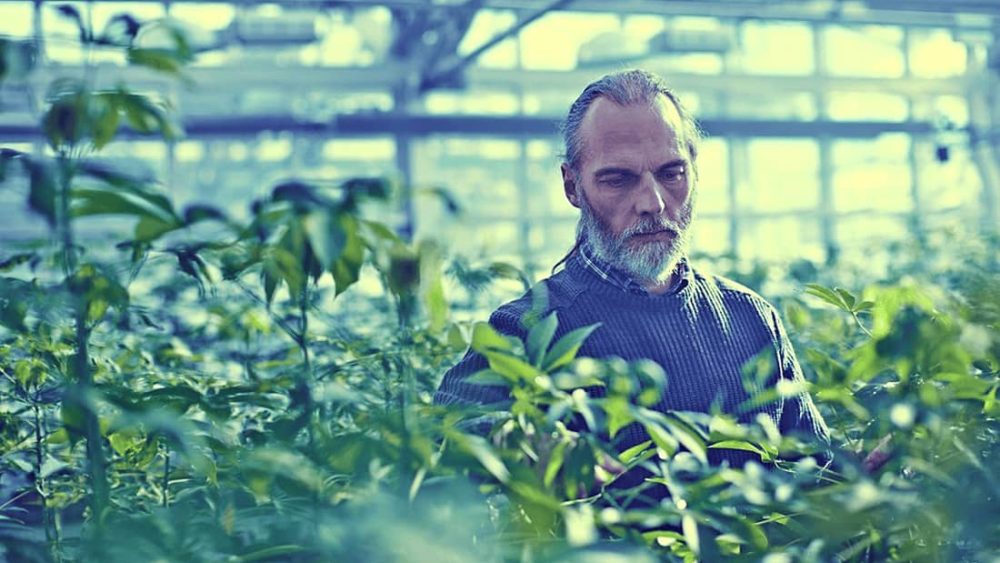 Man looks at plants at Danforth Plant Science Center.