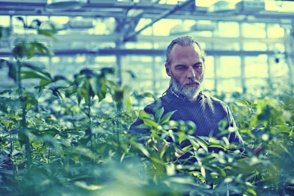 Man looks at plants at Danforth Plant Science Center.