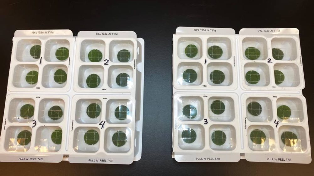 RNAissance AG bioassay