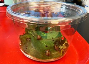 Colorado potato beetles feed on leaves
