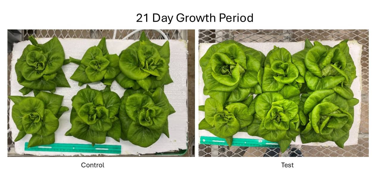 SolGro plants