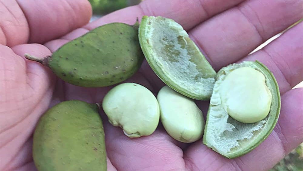 Beans in person's hand