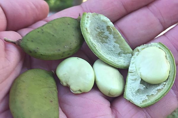 Beans in person's hand